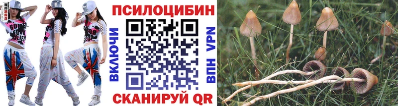 MEGA ссылки  закладка  Венёв  Галлюциногенные грибы Psilocybine cubensis 